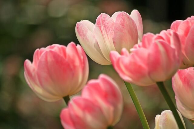 tulips-1134103_640