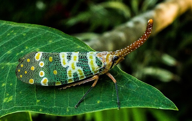 canthigaster-cicada-225811_640